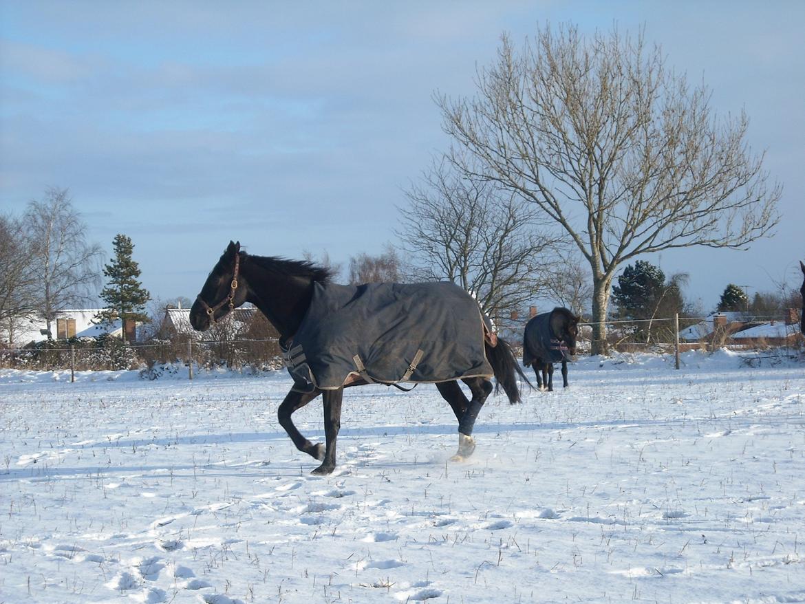 Oldenborg Miluna Af Brorstrup billede 4