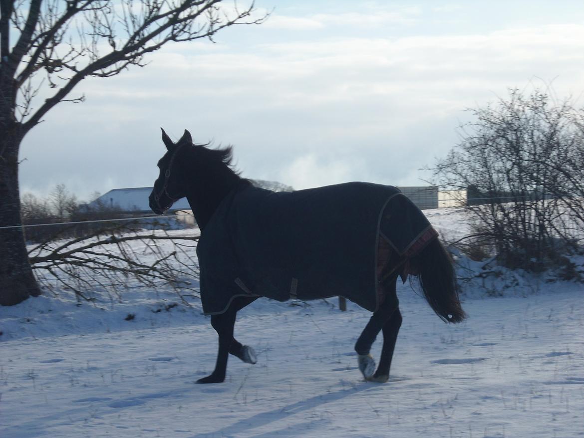 Oldenborg Miluna Af Brorstrup billede 6