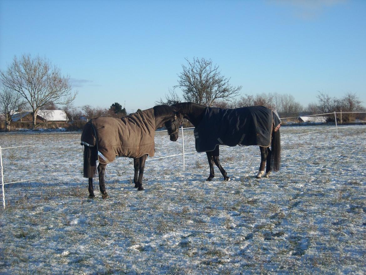 Oldenborg Miluna Af Brorstrup billede 7