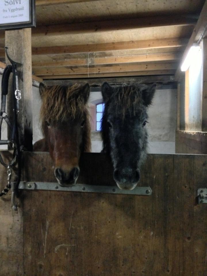 Islænder Sölvi frá Yggdrasil billede 12