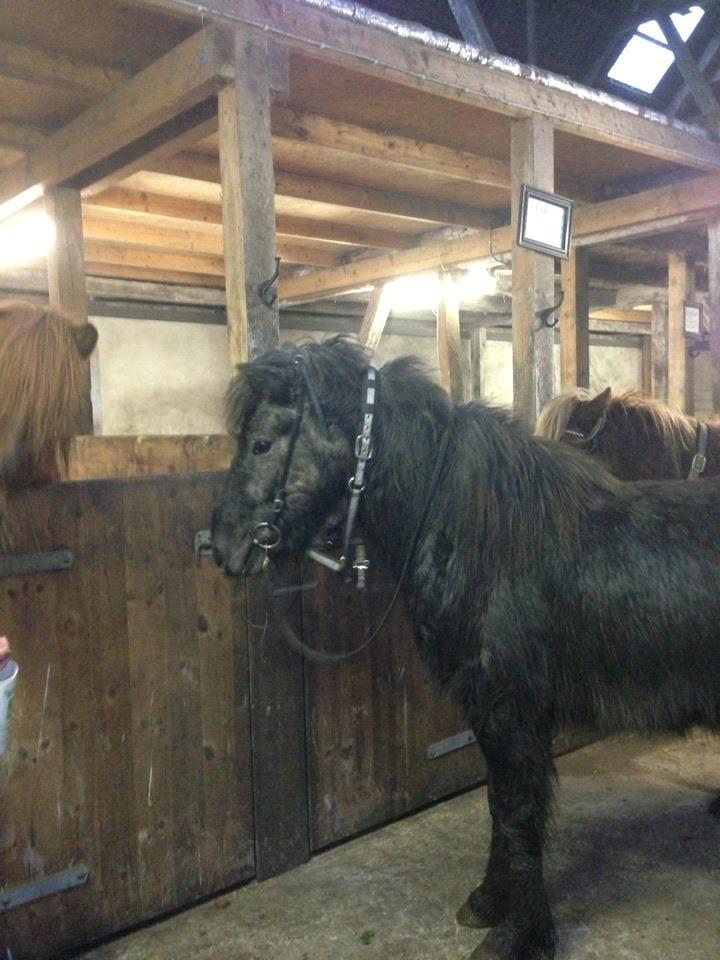 Islænder Sölvi frá Yggdrasil billede 11