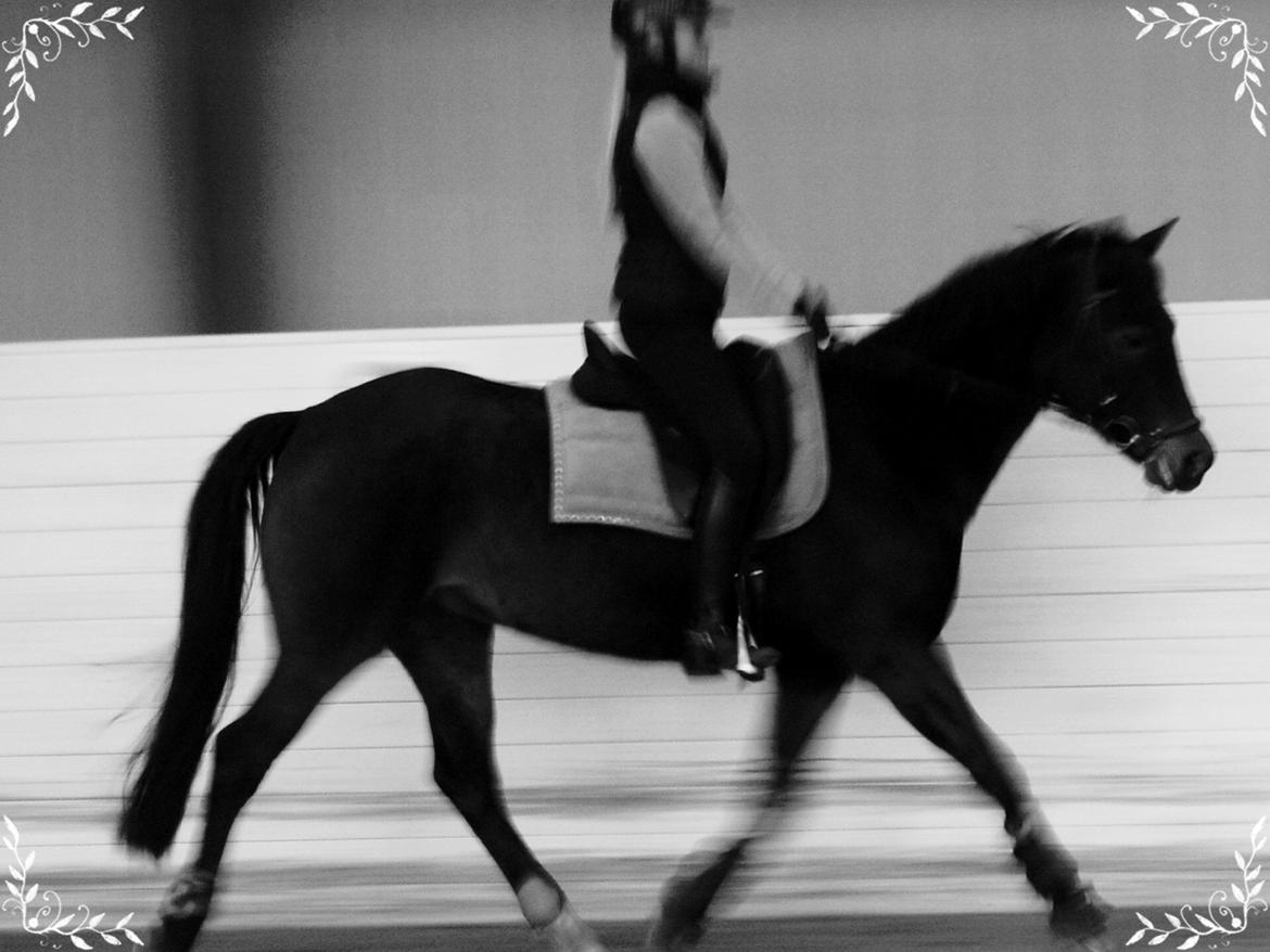 Svensk Sportspony  Barbie girl - Dressur med Melina :D billede 3