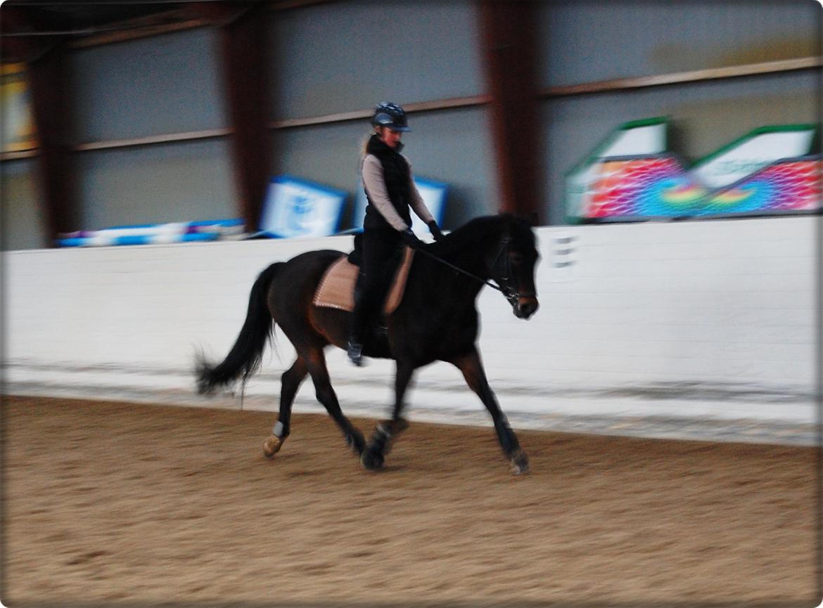 Svensk Sportspony  Barbie girl billede 16