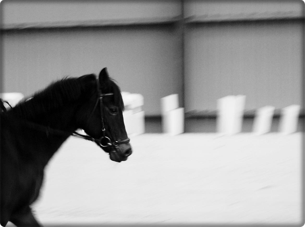 Svensk Sportspony  Barbie girl billede 6