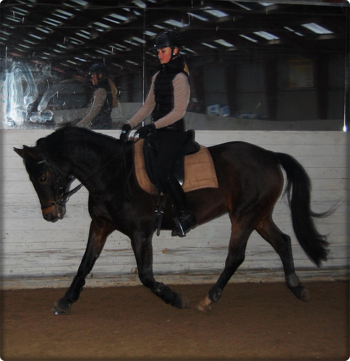 Svensk Sportspony  Barbie girl billede 14