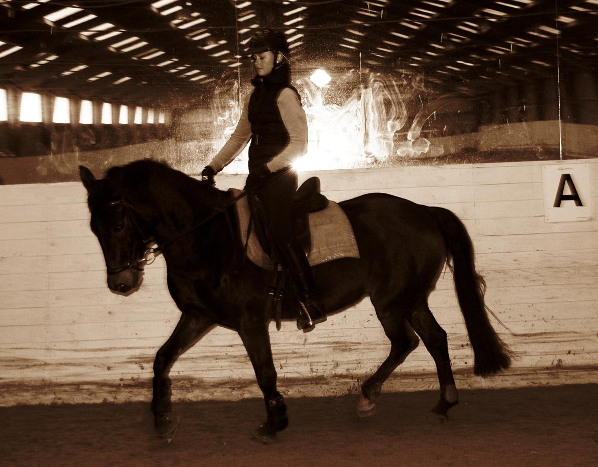 Svensk Sportspony  Barbie girl billede 11