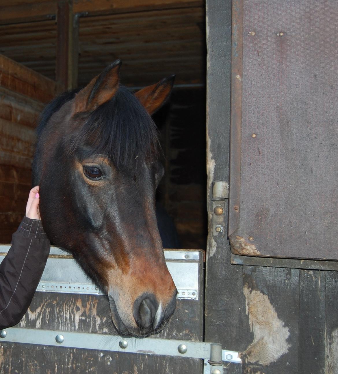 Svensk Sportspony  Barbie girl - Den lille prut er nysgerrig <3 billede 7