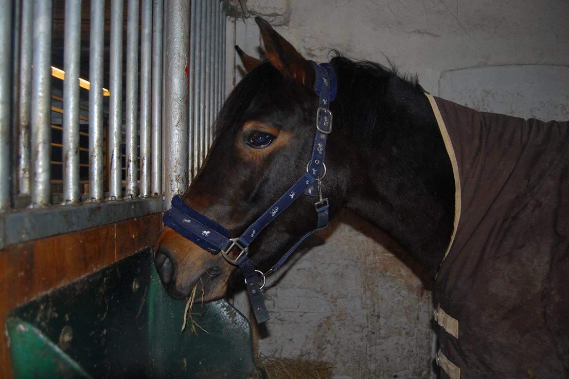 Svensk Sportspony  Barbie girl billede 15