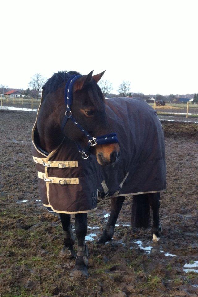 Svensk Sportspony  Barbie girl billede 17