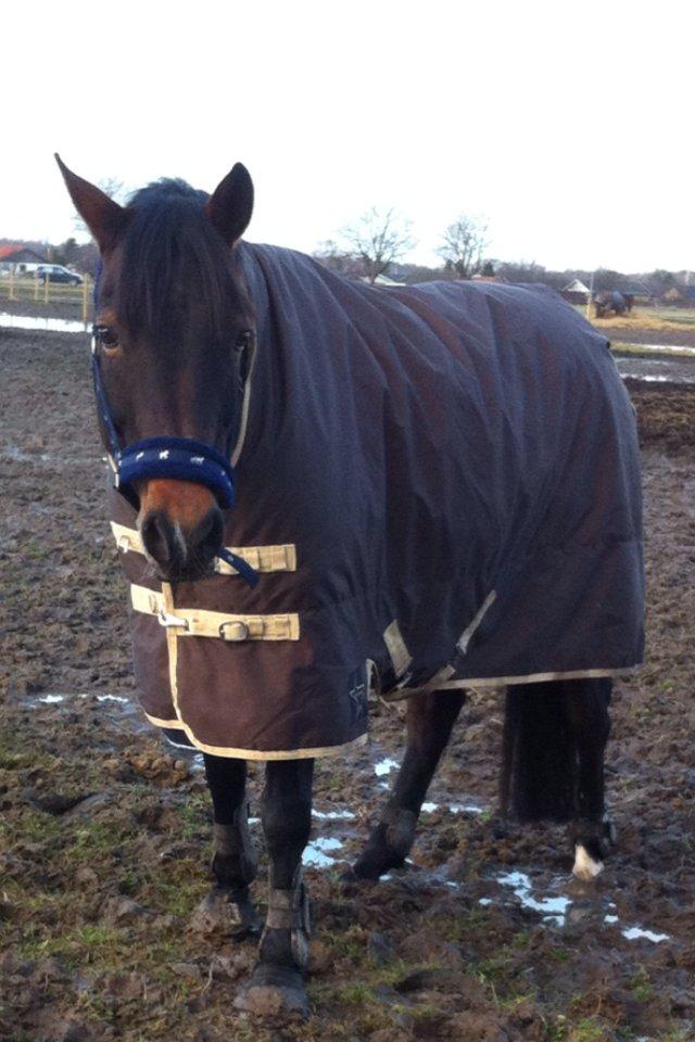 Svensk Sportspony  Barbie girl - Første dag på folden :D billede 10