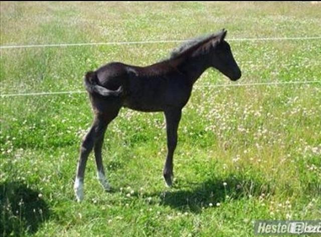 New Forest Bjernagergårds Thatanos - Thatanos som føl.  billede 8