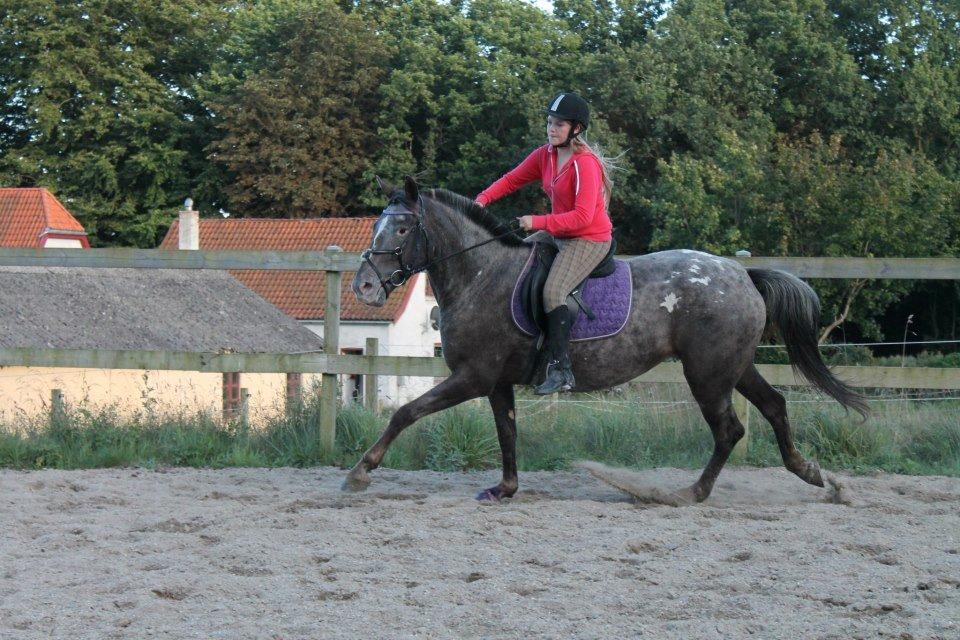 Knabstrupper Heron's Dagmar! <3 - En god hurtig gallop;D(Foto: JCH)  billede 3