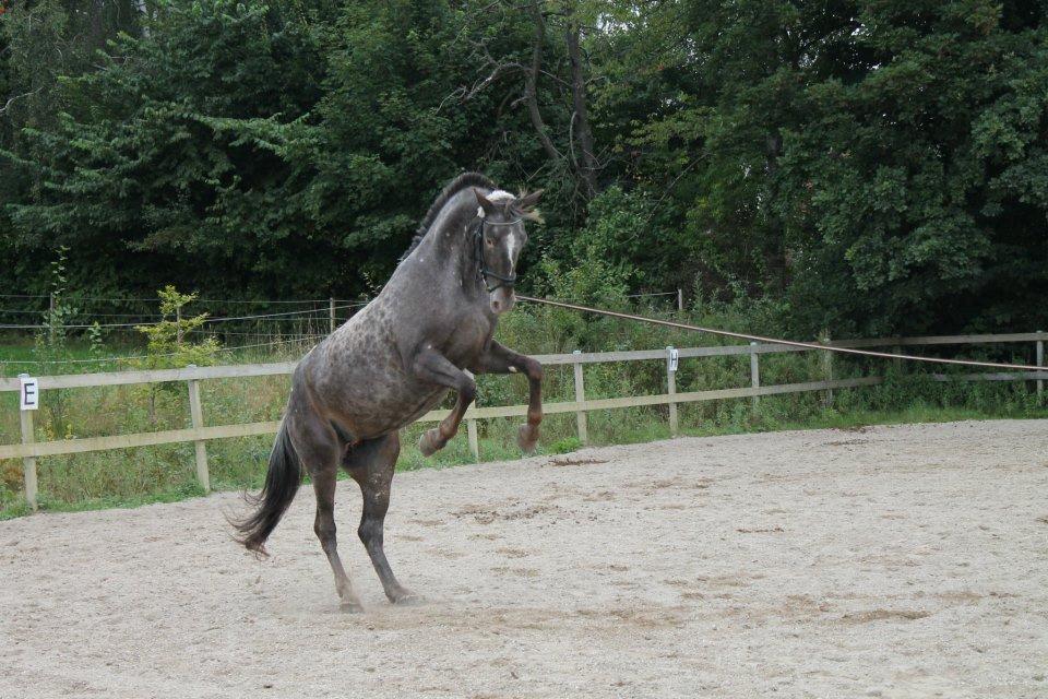 Knabstrupper Heron's Dagmar! <3 - Så skal man da lige vise sig lidt;3(Foto: JCH)  billede 4