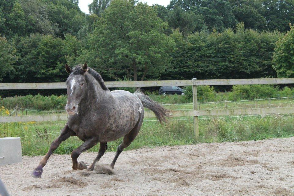 Knabstrupper Heron's Dagmar! <3 - (Foto: JCH) 
 billede 15