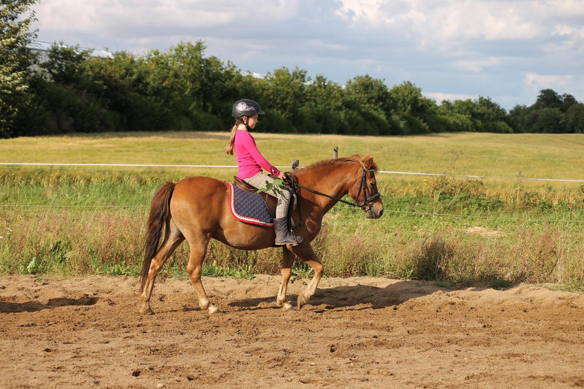 Gotlandsruss Kennie billede 2