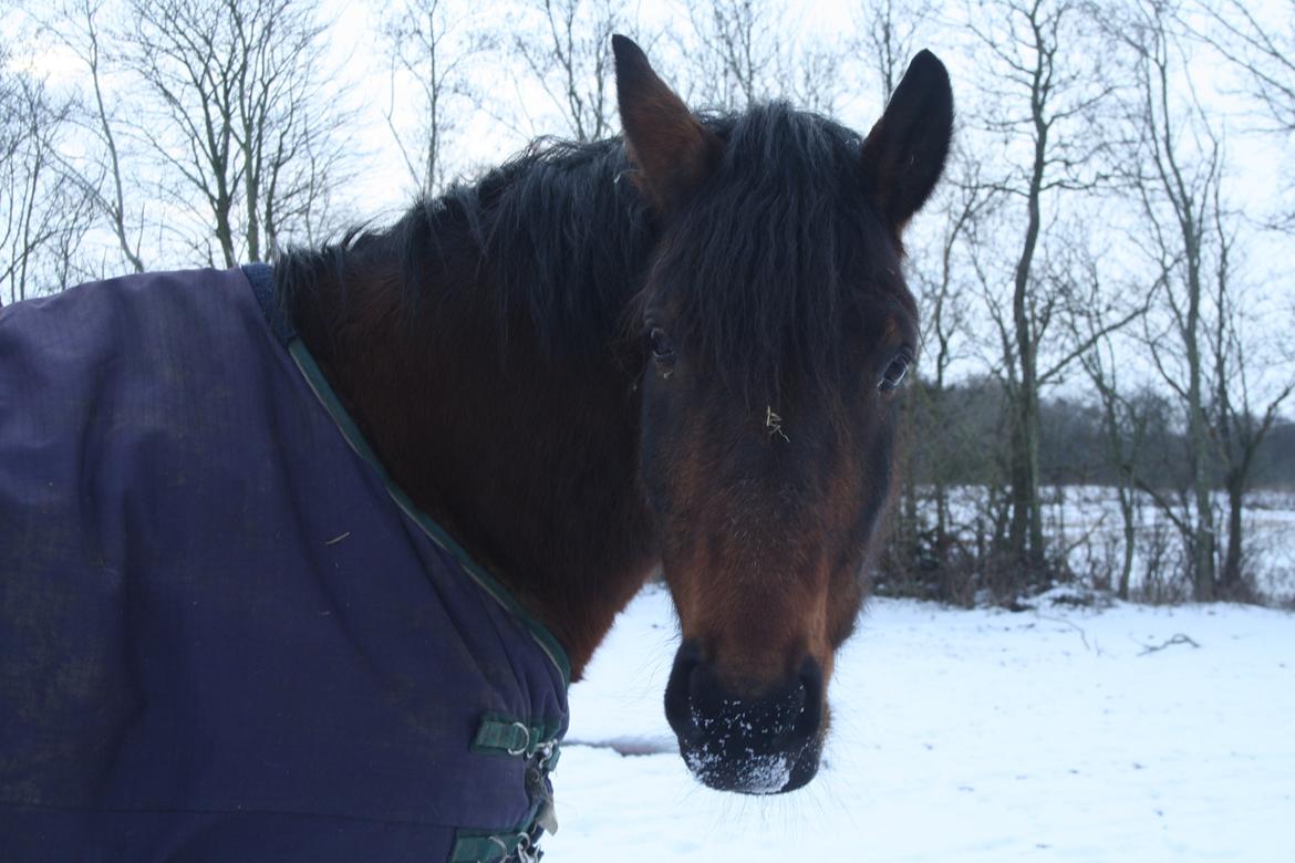 Polsk Koldblod Polo (Æslet) - Hyggetrold <3  billede 12