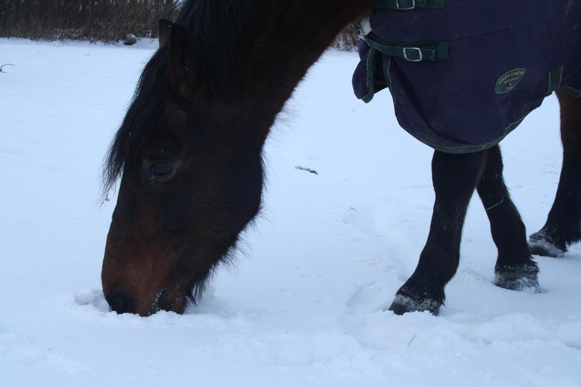 Polsk Koldblod Polo (Æslet) billede 13