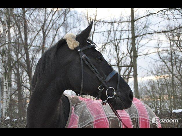 Dansk Varmblod Amy<3 Stjerne på himlen <3 - Nyt! Januar 2013
Smukke smukke hesti<3 billede 14