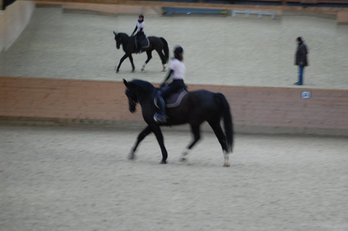 Oldenborg Evita af Hvarre billede 16