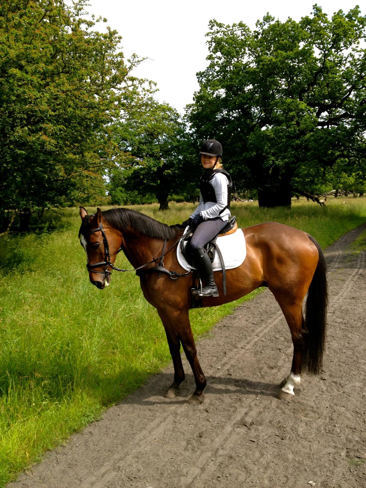 Trakehner Lasse e. Buddenbrock billede 16