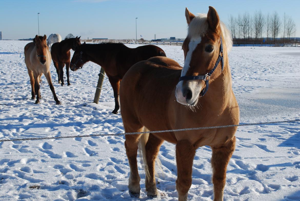 Haflinger Sissi - Søde søde Sissi<3<3
Vinteren 2013 billede 11