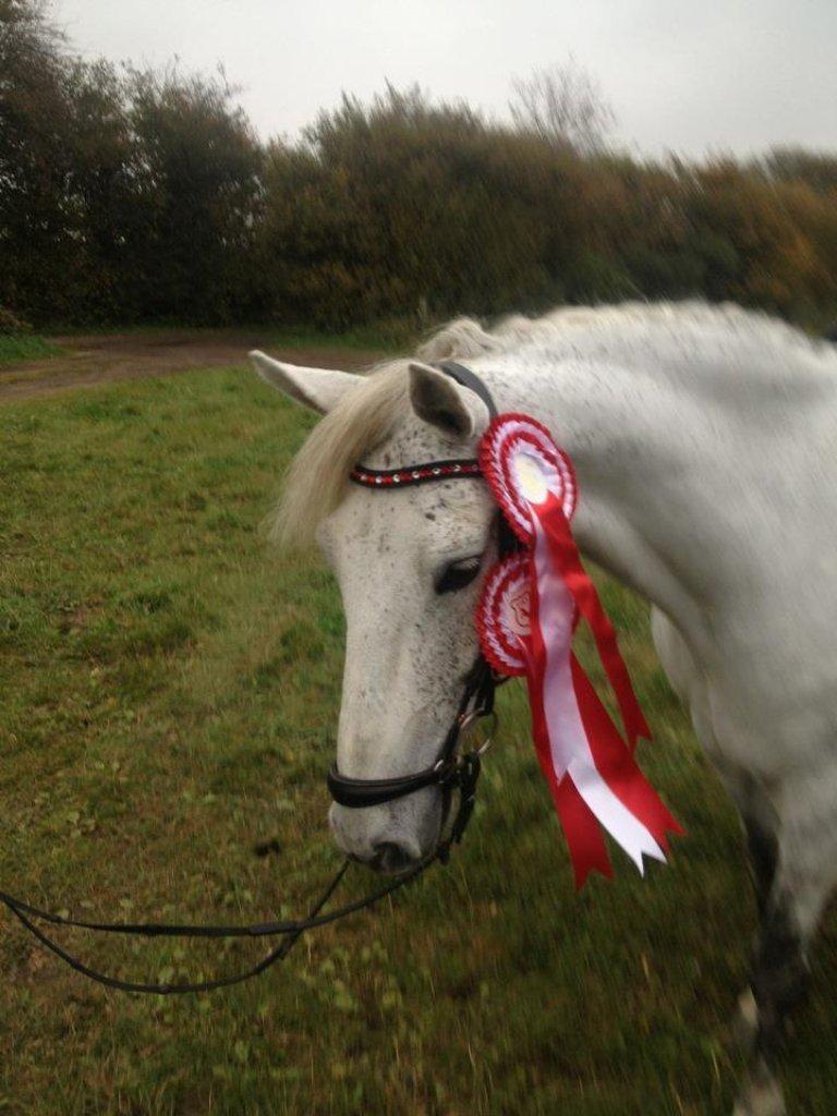 Connemara Pattys beseme mucho - B-PONY billede 2
