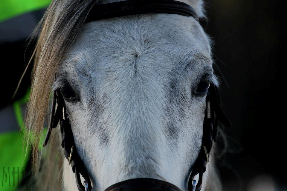 DSP Filuca A Egelykken (Distance hyp!) - The feelin' you get when you look into inocent eyes ♥
- Foto: Maria Rasmussen billede 1