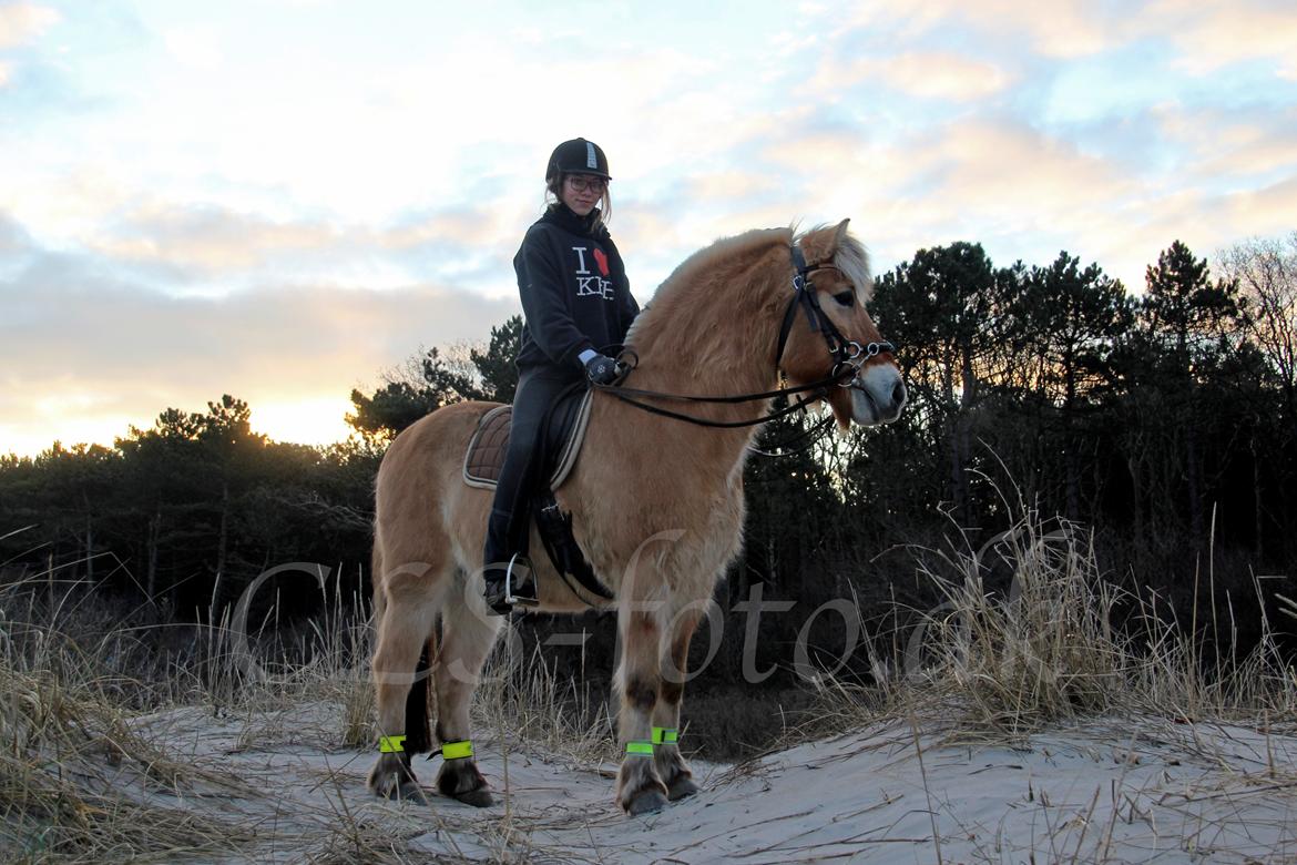 Fjordhest Lucas - vinter 2012 ....i klitterne med friske Lucas aaarw <3 billede 20