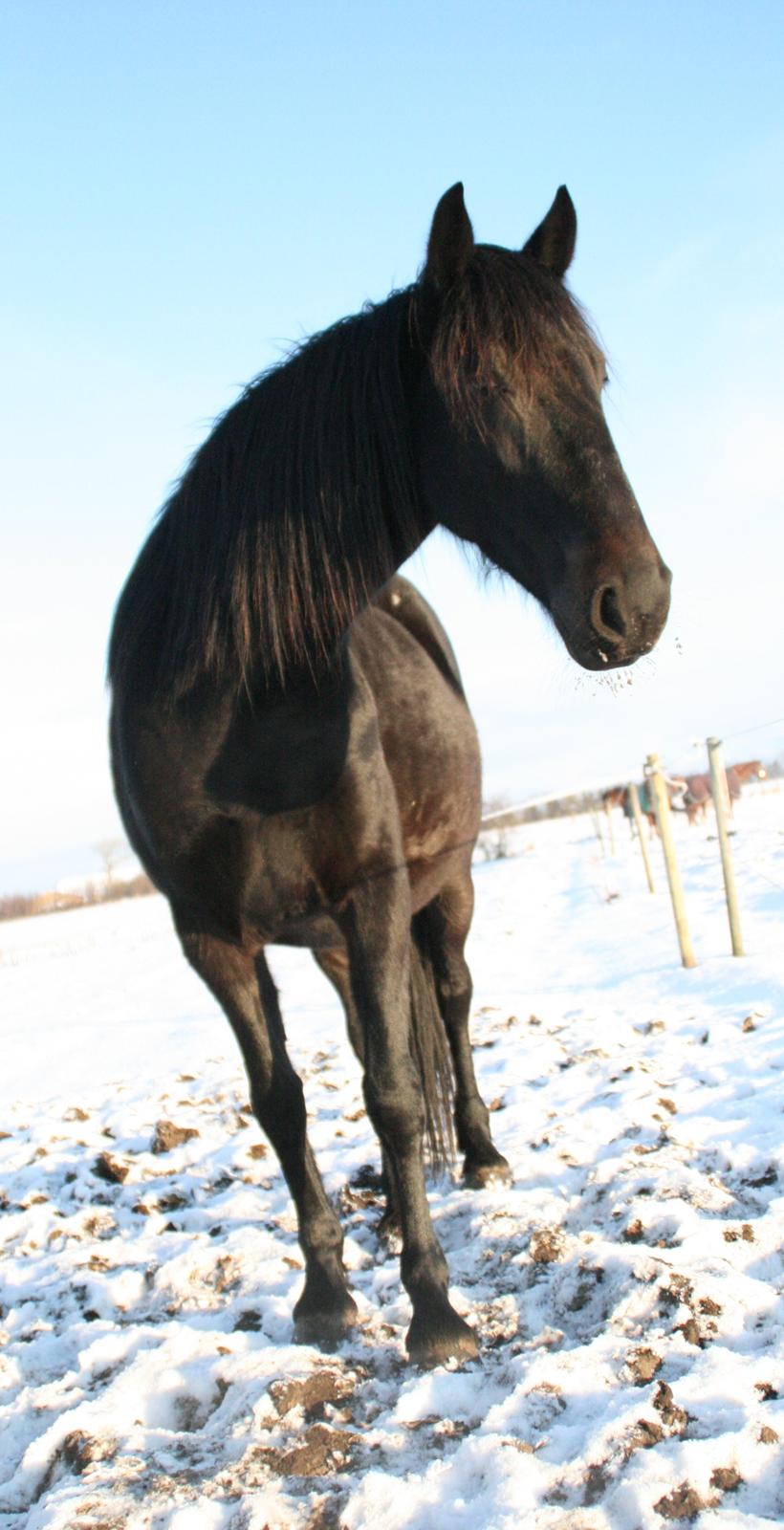 Anden særlig race Cindy billede 10