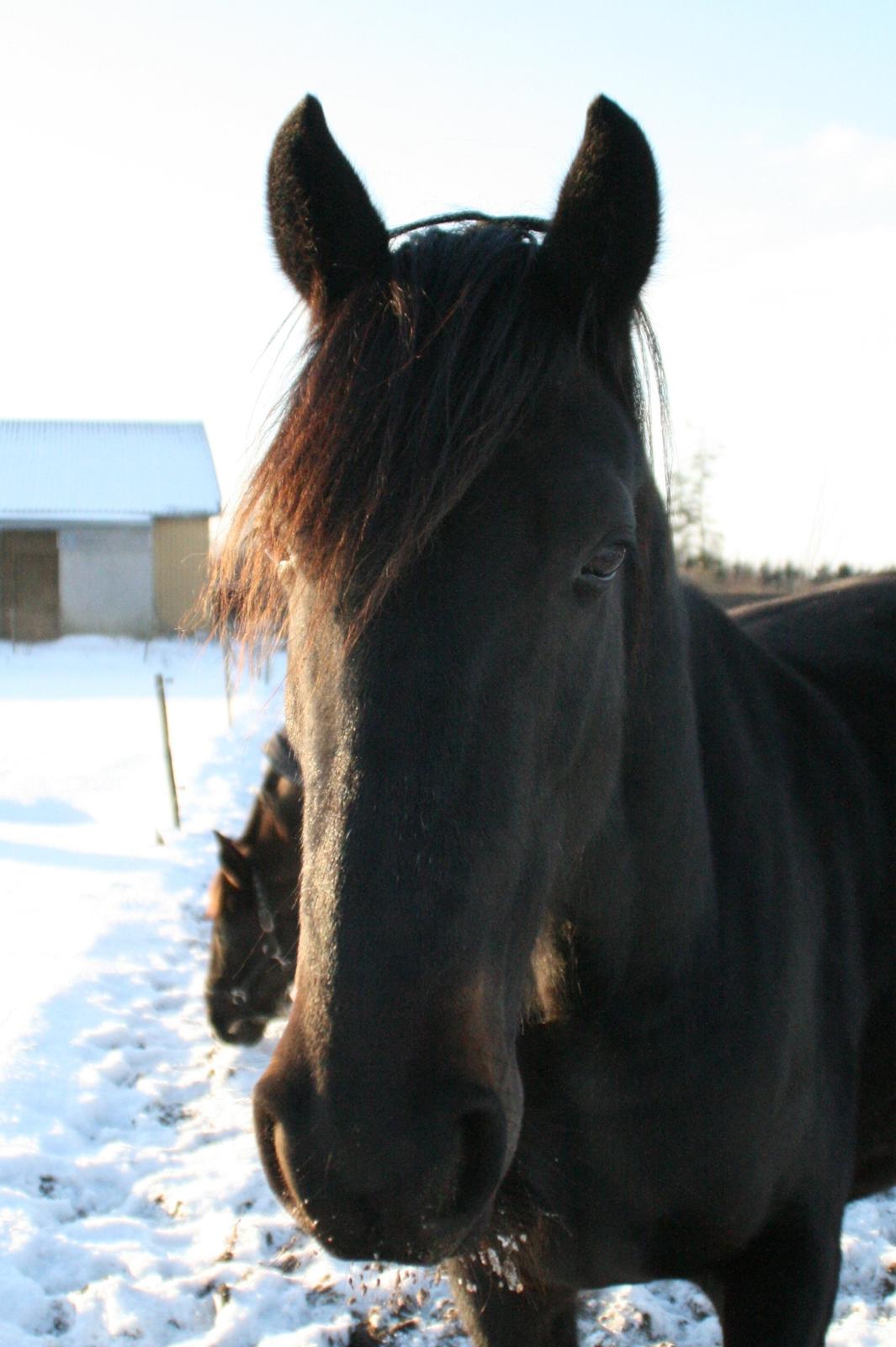 Anden særlig race Cindy billede 12