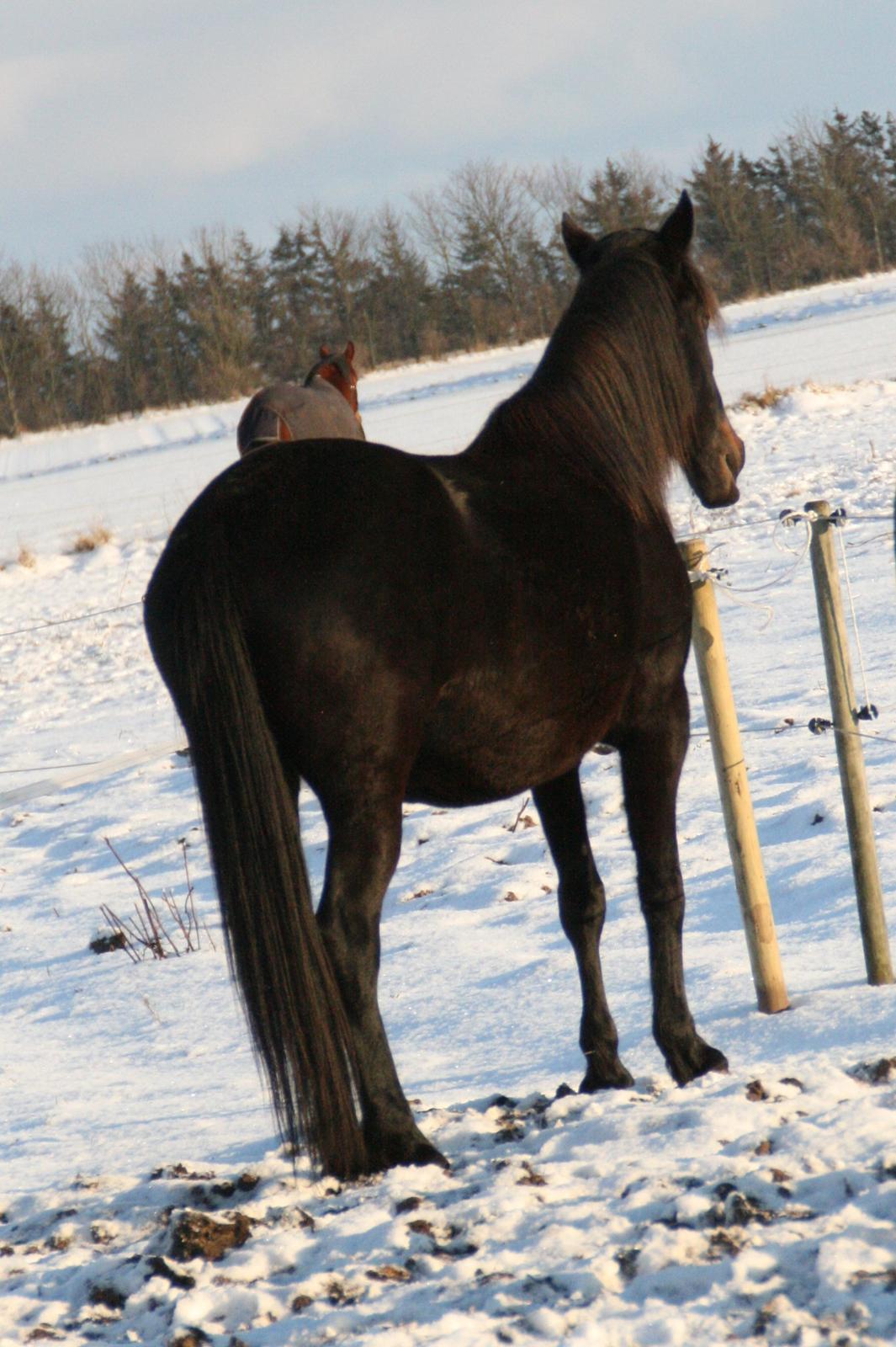 Anden særlig race Cindy - 4 dage før hun folede  billede 18