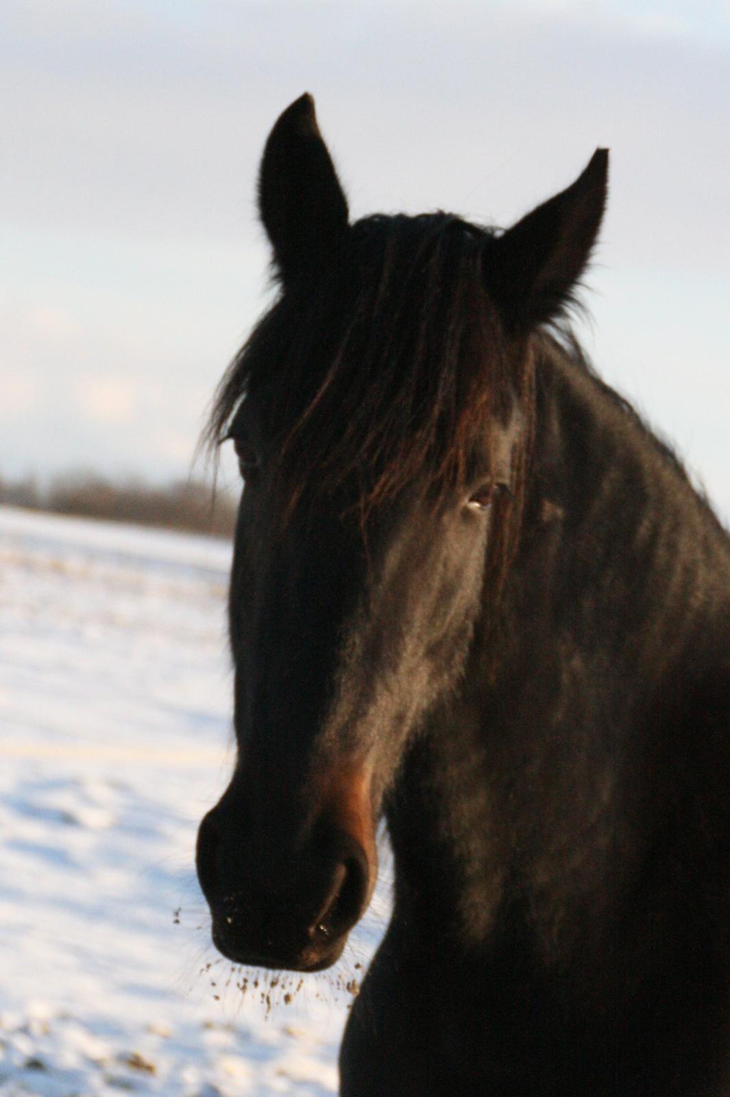 Anden særlig race Cindy billede 3