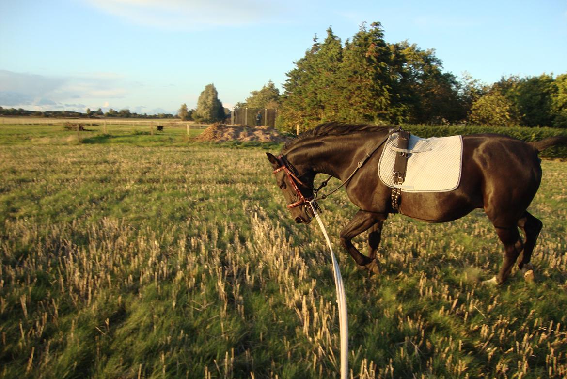 Traver Air Max billede 1