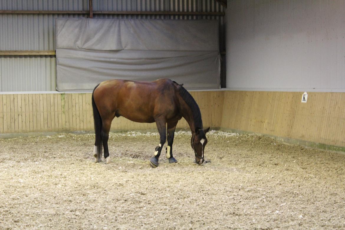 Anden særlig race Nico - <3 billede 9