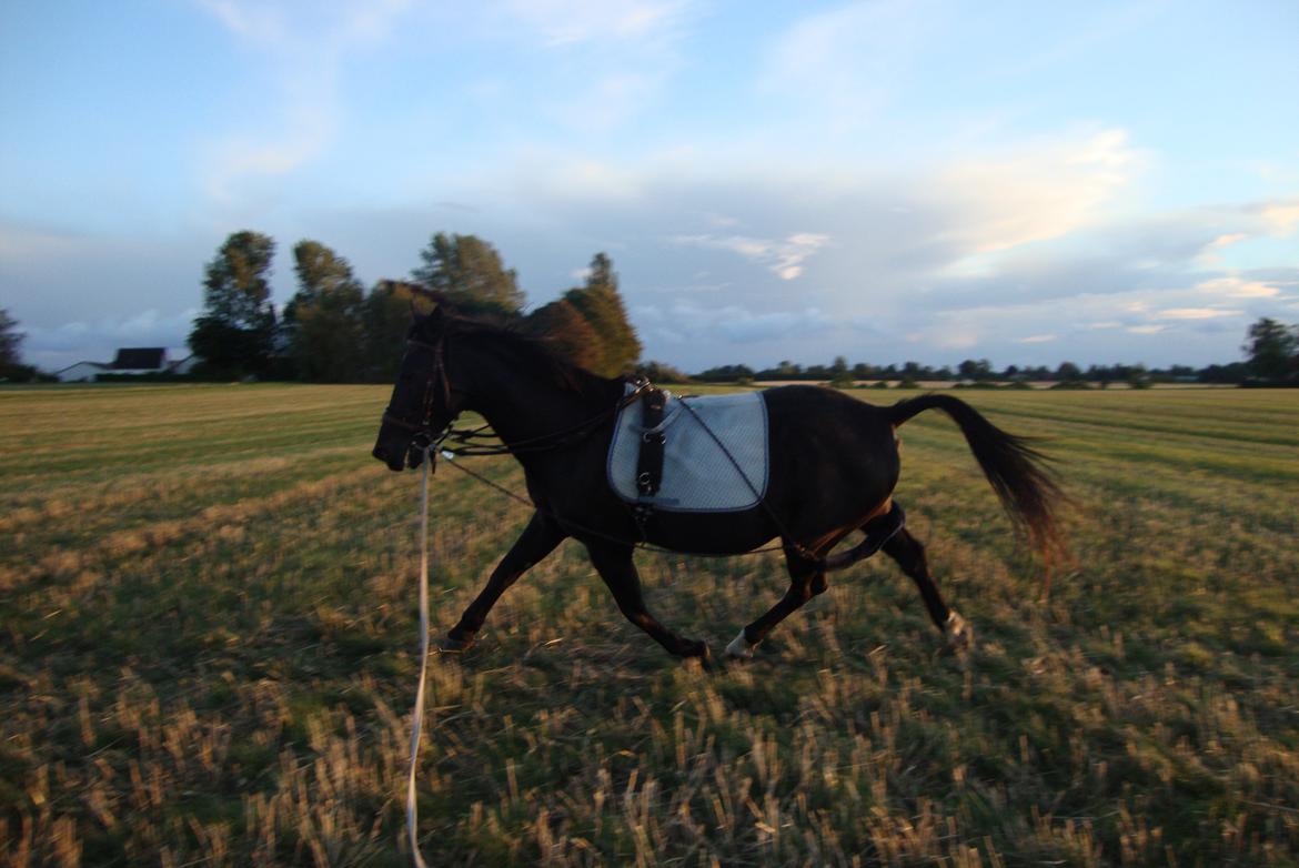 Traver Air Max billede 10