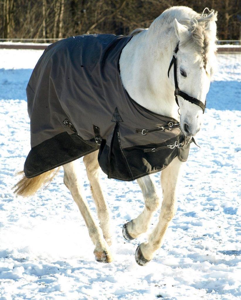 Lusitano Zapatero (spa) - Zapper i sneen januar 2013 billede 31