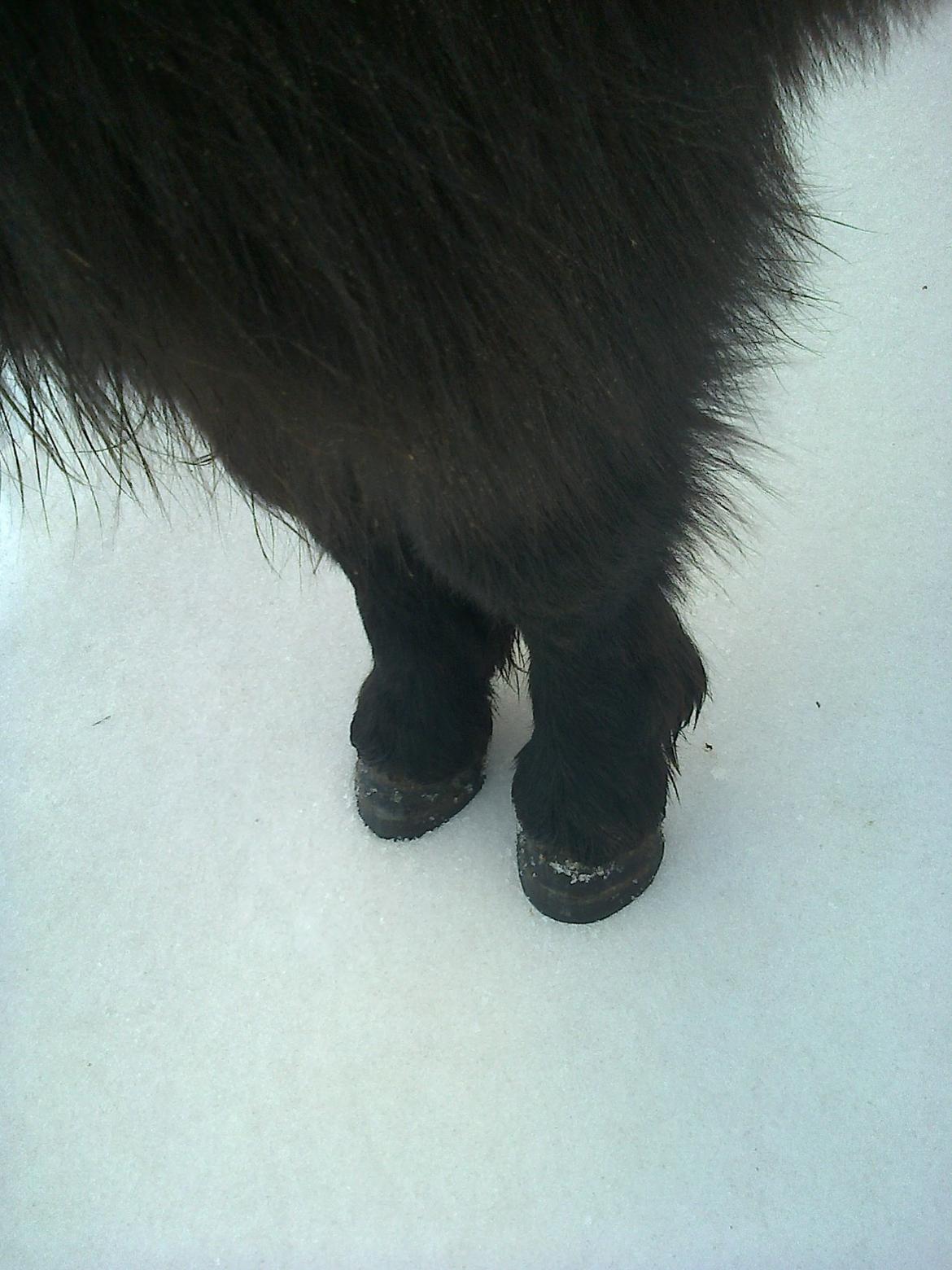 Shetlænder Sønderskovs Racing - et par ben - med smukke hove. synes nu det skulle ind alligevel! :) billede 13