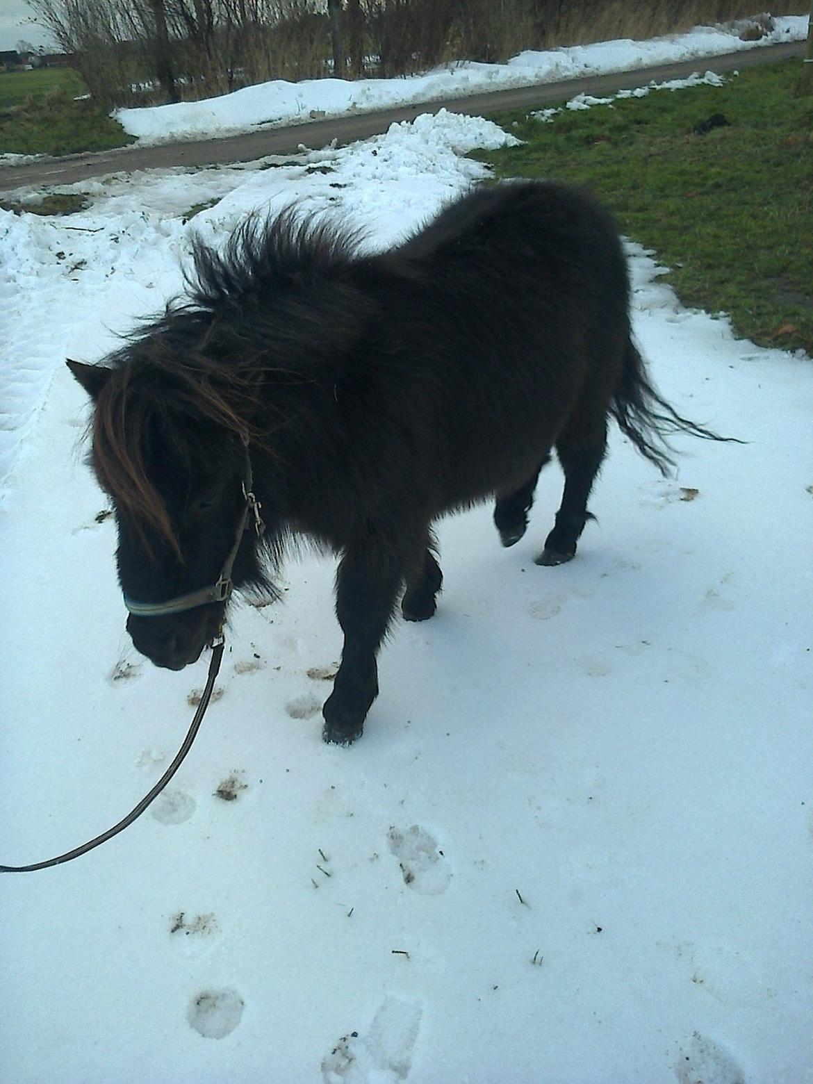 Shetlænder Sønderskovs Racing billede 14