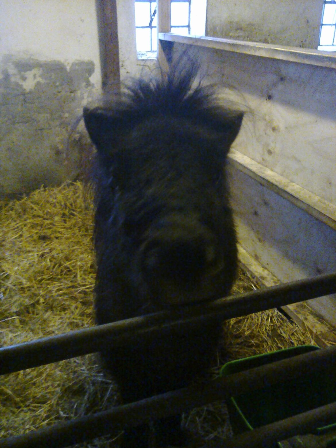 Shetlænder Sønderskovs Racing billede 15