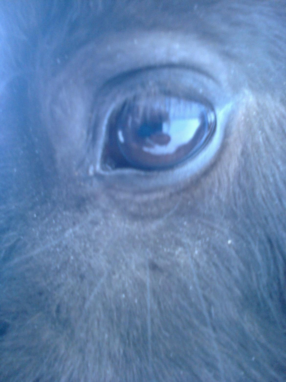 Shetlænder Sønderskovs Racing billede 12