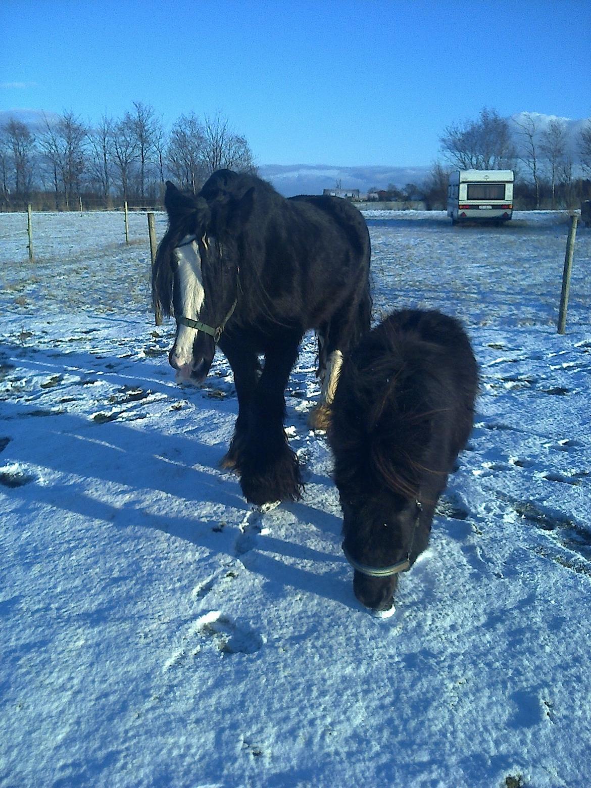 Shetlænder Sønderskovs Racing billede 10