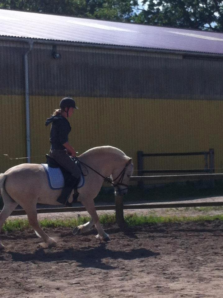 Fjordhest Lyrik Godthaab  - Lyrik og Jeanette sommeren 2012 billede 11