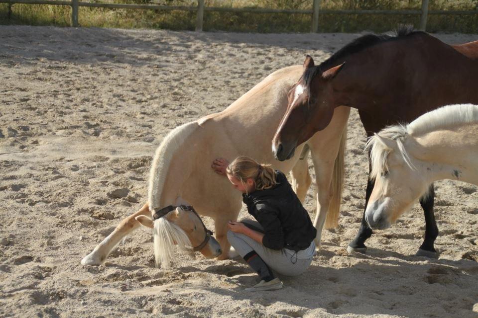 Fjordhest Lyrik Godthaab  - Lyrik og Jeanette laver kunstner m. tilskuere sommeren 2012 billede 19