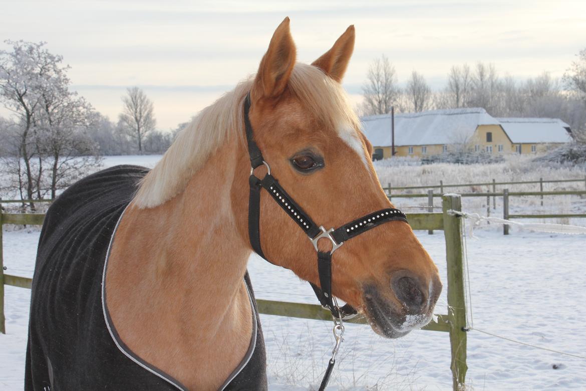 Hollandsk Sportspony Paula - Vinterbillede af min smukke pony <3 billede 20