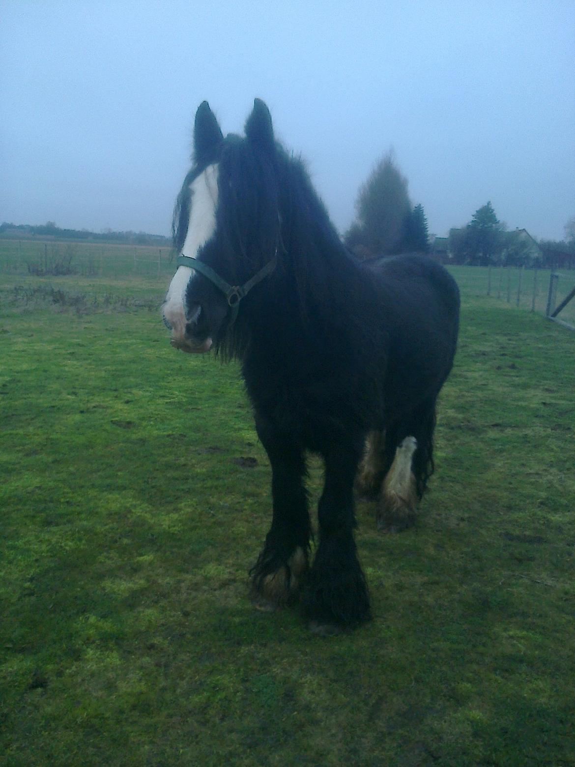 Irish Cob River Meadows Florence billede 4