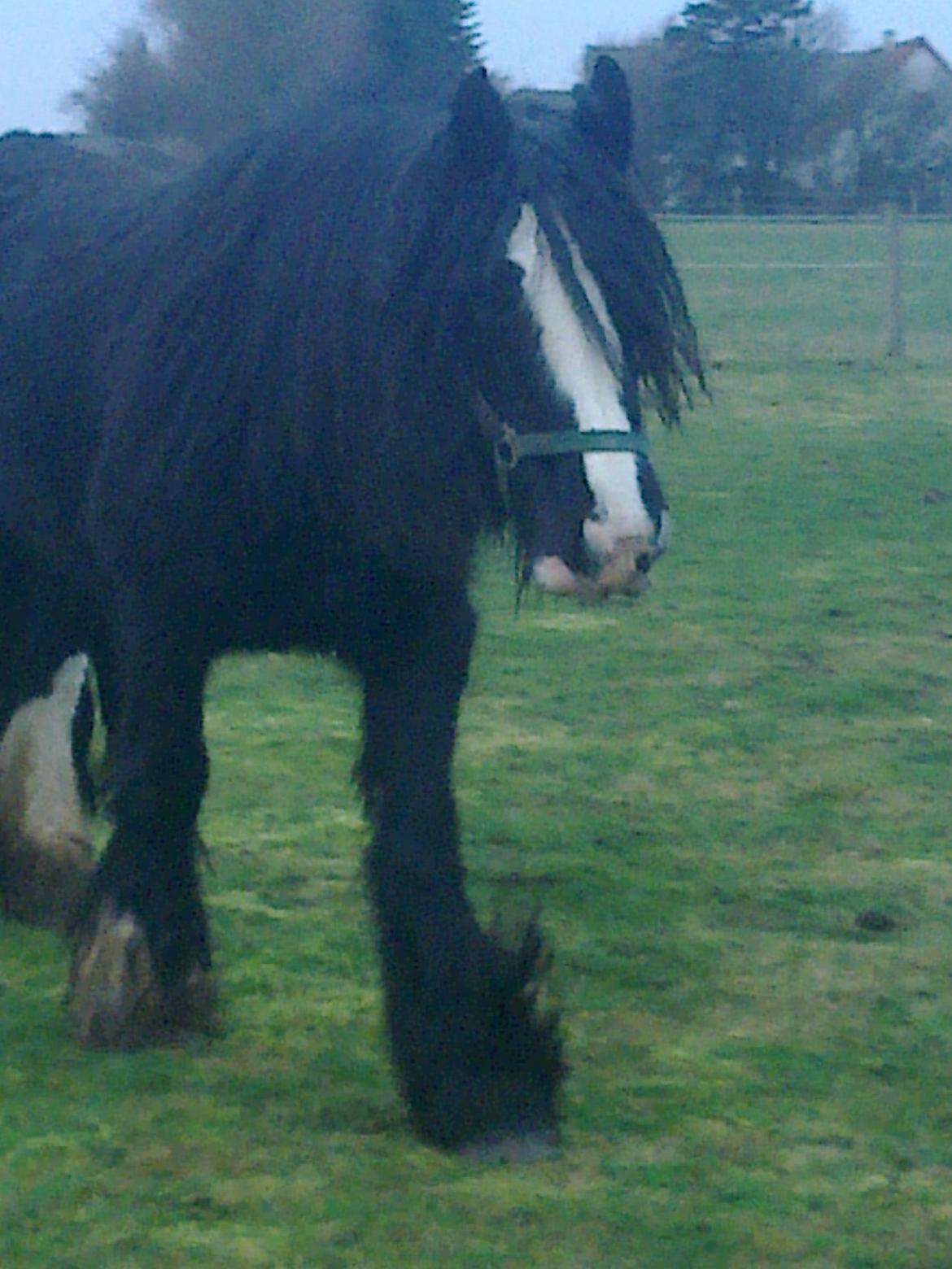 Irish Cob River Meadows Florence billede 5