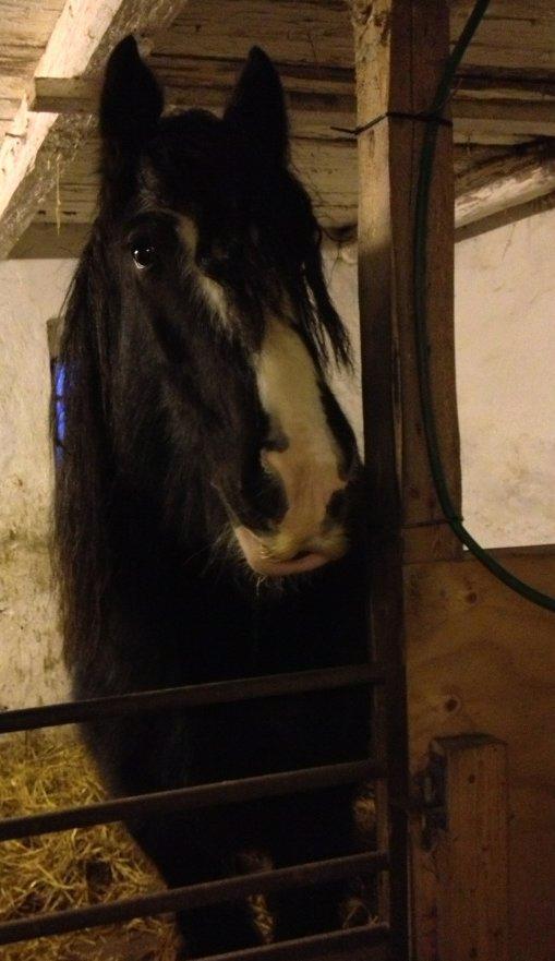 Irish Cob River Meadows Florence billede 3
