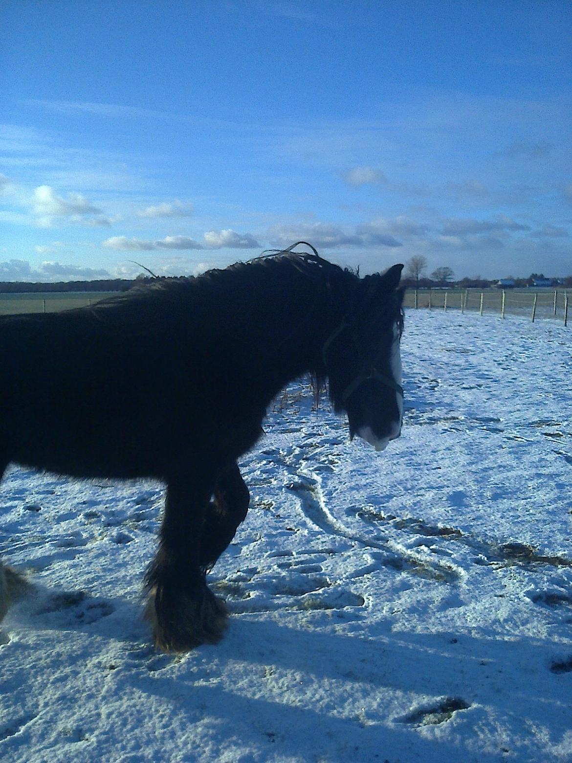 Irish Cob River Meadows Florence billede 6