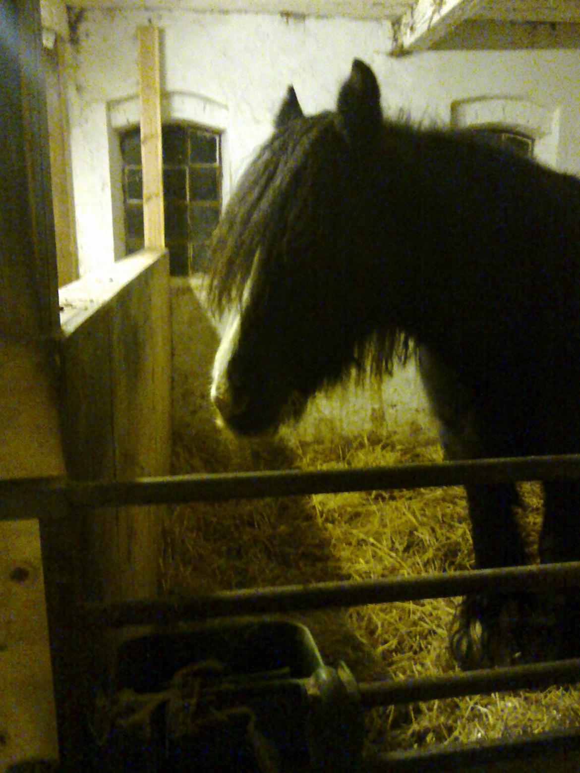 Irish Cob River Meadows Florence billede 7