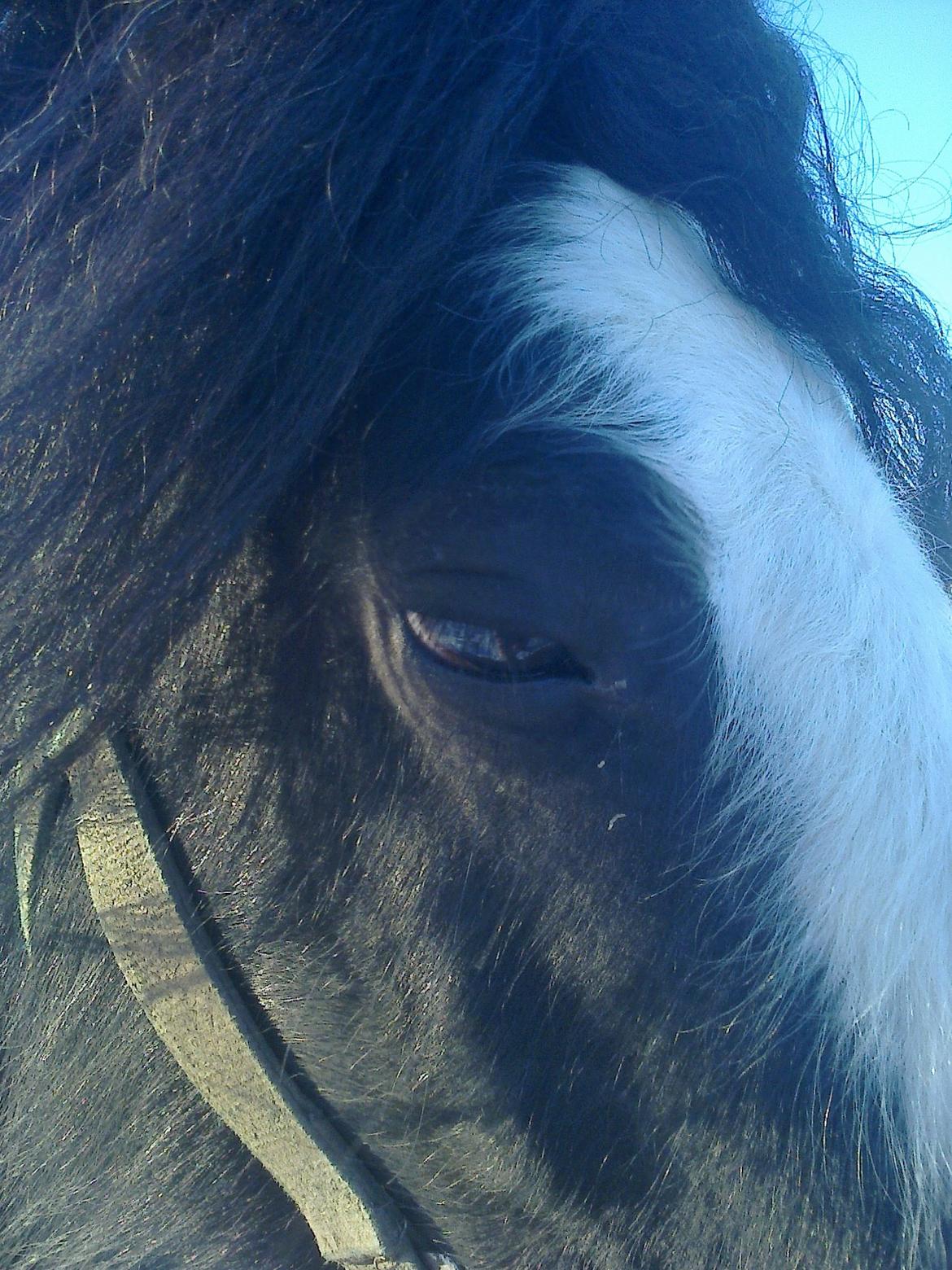 Irish Cob River Meadows Florence billede 8